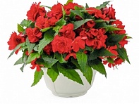 Бегония клубневая махровая ампельная (Nonstop Joy F1)