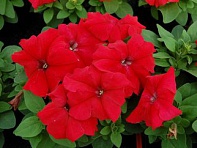 Петуния крупноцветковая (генетически компактная) (Limbo GP F1)