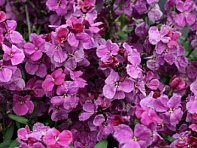 Лакфиоль Чери (Sugar Rush F1)