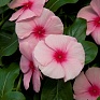 Катарантус розовый ампельный (Vinca rosea)