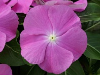 Катарантус розовый (Cobra F1)