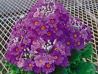 Примула нежная (New Fuji)