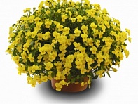 Виола рогатая (Endurio F1)