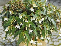 Бегония гибридная ампельная (зеленая листва) (Funky F1)