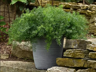 Аспарагус (FuzzzyFern Frizz) Аспарагус (FuzzzyFern Frizz)