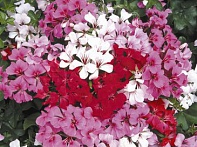 Пеларгония плющелистная ампельная