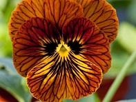 Виола рогатая (Tiger Eye F1)