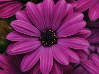 Остеоспермум Эклона