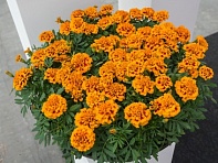 Бархатцы отклоненные (Chica)