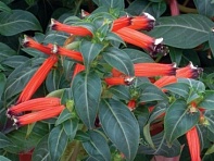 Куфея огненно-красная (Dymamite)