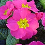 Примула бесстебельная (Primula acaulis)