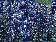 Дельфиниум гибридный (Benary's Pacific)