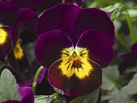 Виола рогатая (Deltini F1)