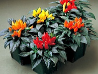 Перец летний (Salsa)