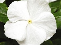 Катарантус розовый (Titan F1)