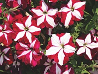 Петуния ампельная гибридная (Лавина F1)