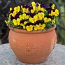 Виола рогатая (Viola cornuta)