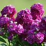 Левкой седой (Matthiola incana) Левкой седой (Matthiola incana)