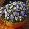 Виола рогатая (Viola cornuta)