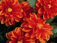 Георгина изменчивая (Hello F1)