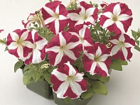 Петуния многоцветковая (Primetime F1)