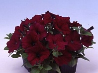 Петуния многоцветковая (Lambada F1)