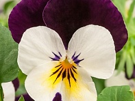 Виола рогатая (Corina F1) Виола рогатая (Corina F1)