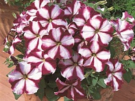 Петуния многоцветковая (Primetime F1)