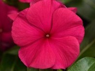 Катарантус розовый (Valiant F1)