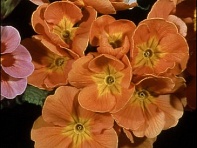 Примула полиантовая (многоцветковая) (Pacific)