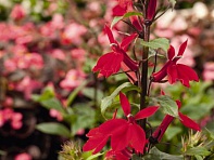 Лобелия прекрасная (Fan F1)