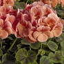 Герань (пеларгония садовая) (Pelargonium x hortorum)