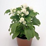 Гомфрена шаровидная (Gomphrena globosa)
