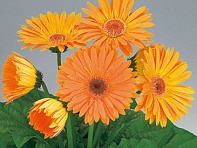 Гербера Джемсона (Royal F1)