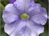 Петуния ампельная гибридная (FlashForward F1)