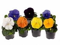 Виола Виттрока