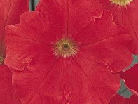 Петуния многоцветковая (Mirage F1)