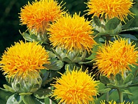 Сафлор красильный (Zanzibar) Сафлор красильный (Zanzibar)