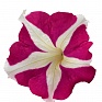 Петуния крупноцветковая (генетически компактная) (Petunia grandiflora)