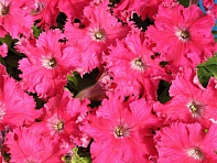 Петуния крупноцветковая (Чехия) бахромчатая (Aphrodita F1)