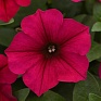 Петуния ампельная гибридная (Petunia х hybrida)