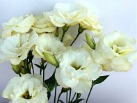 Лизиантус (Эустома) крупноцветковый (Flare F1)