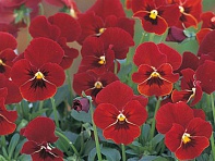 Виола рогатая (Floral Power F1)