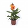 Канна садовая (Canna generalis)