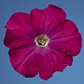 Петуния многоцветковая (Petunia multiflora)