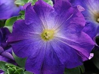 Петуния крупноцветковая (Sophistica F1)