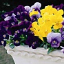 Виола рогатая (Viola cornuta)