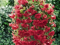 Бегония клубневая махровая ампельная (Illumination F1)