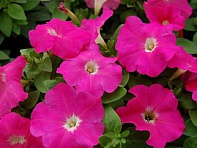 Петуния многоцветковая (генетически компактная) (Mambo GP F1)