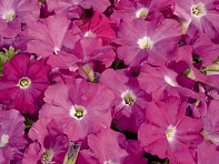Петуния многоцветковая (Celebrity F1)